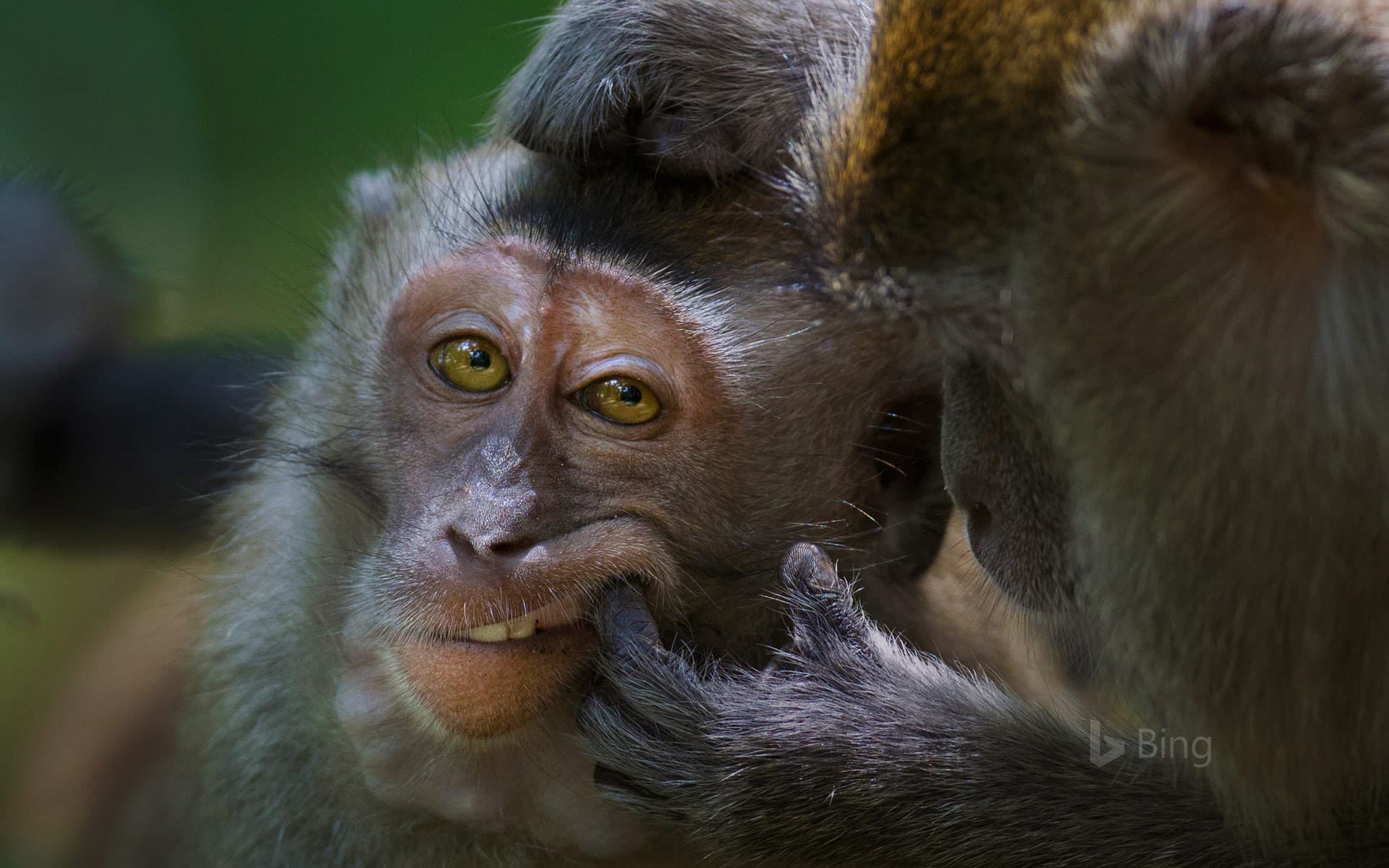 Bing Wallpaper: Crab-eating macaque in Bako National Park, Malaysia