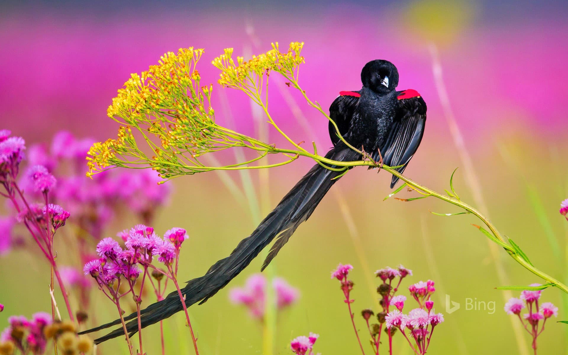 Bing Wallpaper: Long-tailed widowbird male, Rietvlei Nature Reserve, South Africa
