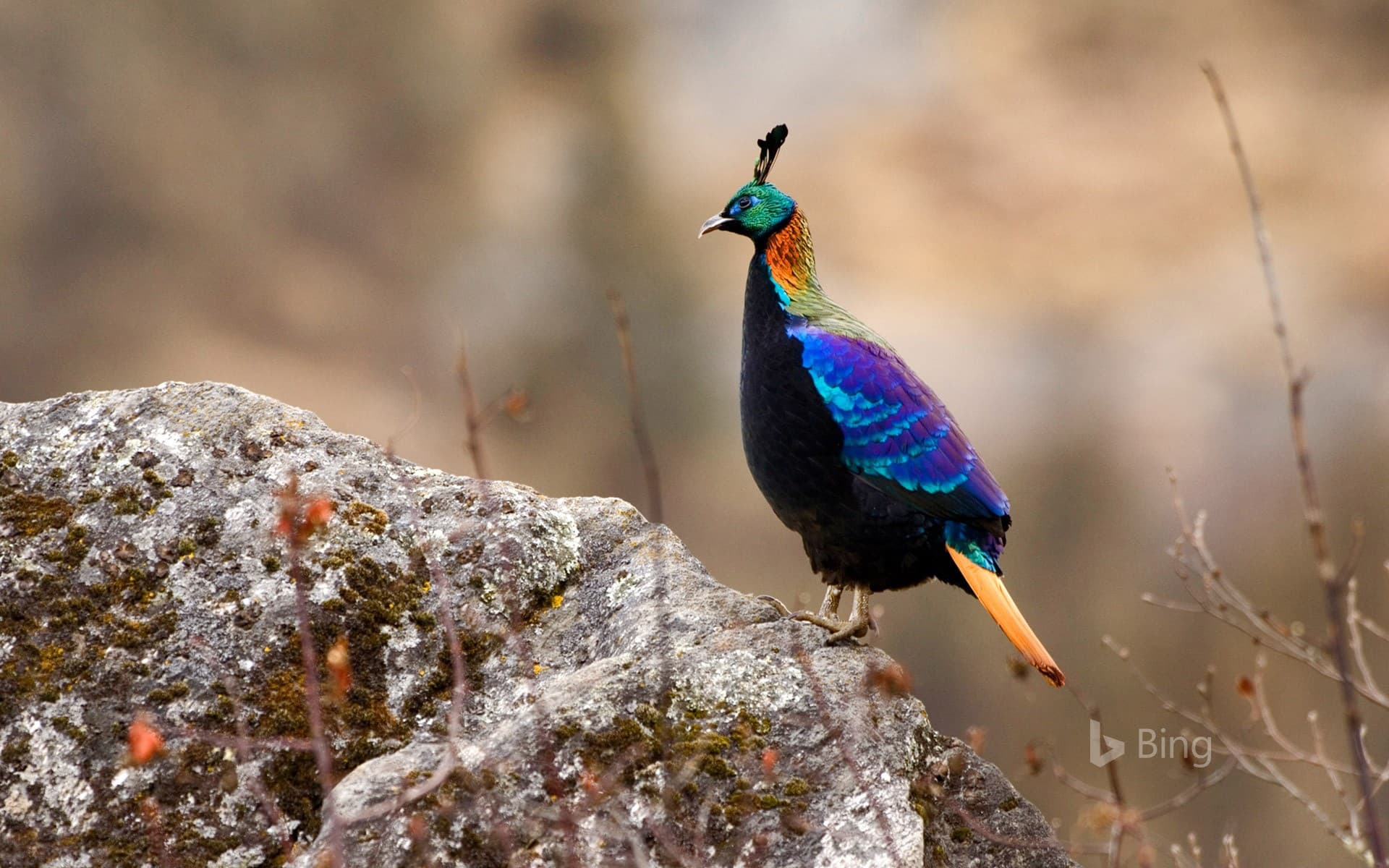 Bing Wallpaper: Male Himalayan monal in Sagarmāthā National Park, Nepal