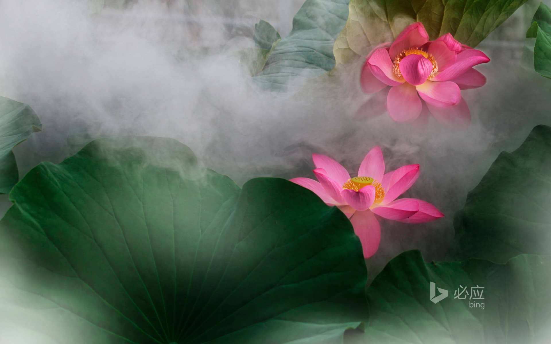 Bing Wallpaper: Lotus flower