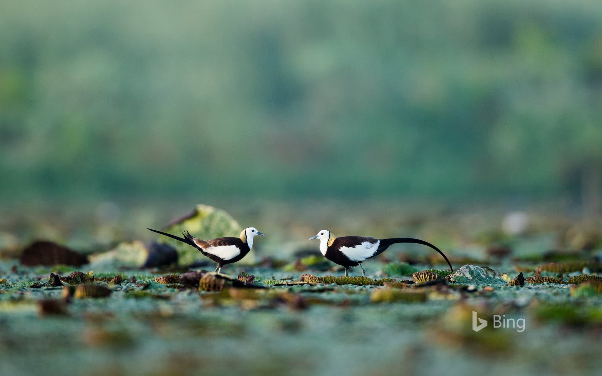 Bing Wallpaper: Pheasant-tailed jacanas, Chaisang District, China