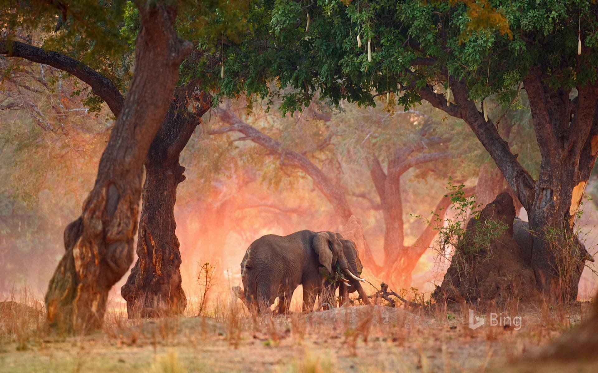 Bing Wallpaper: African bush elephants in Mana Pools National Park, Zimbabwe