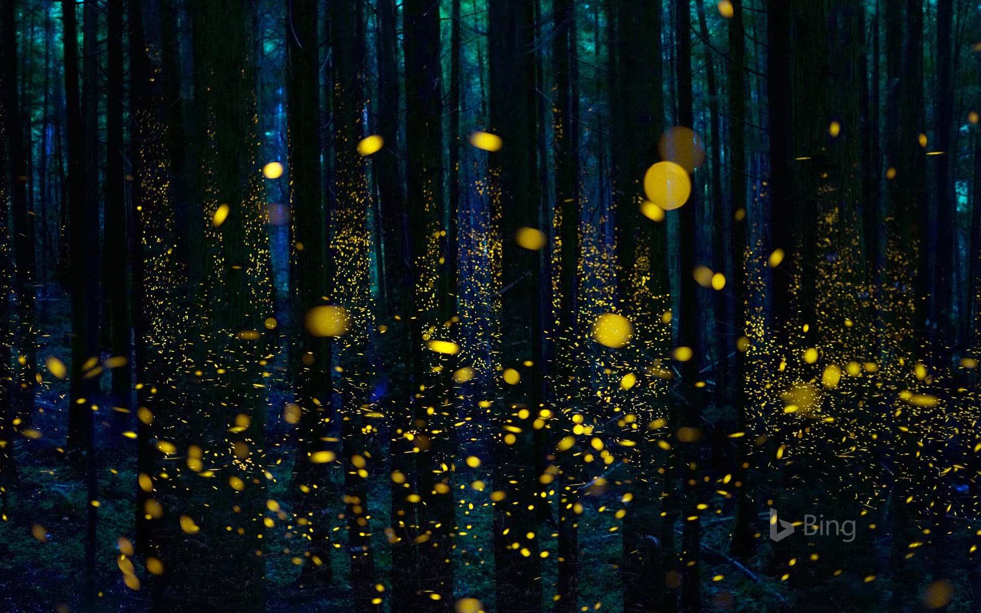 Bing Wallpaper: Fireflies illuminate a forest in Shikoku, Japan