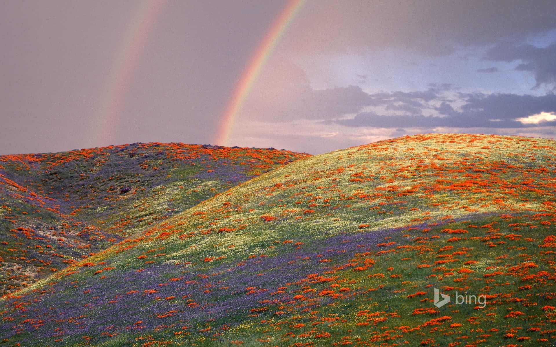 Bing Wallpaper: Poppies and lupine in Los Angeles County, California