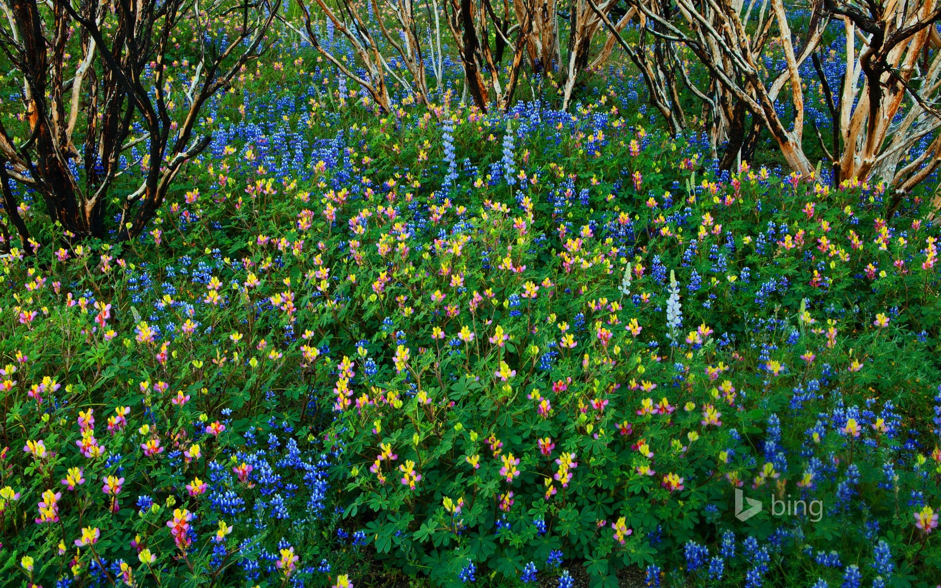 Bing Wallpaper: Lupine grows in a burned forest at Yosemite National Park, California