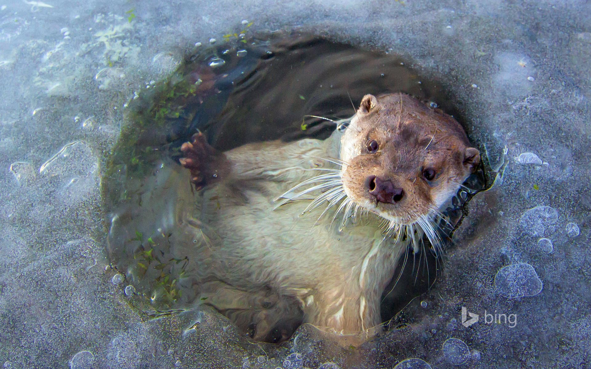 Bing Wallpaper: European otter near Lelystad, Netherlands