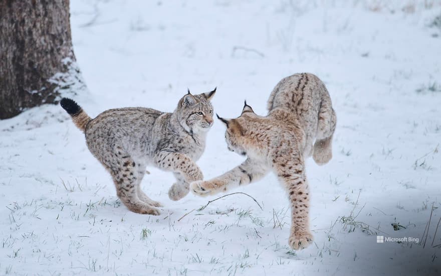 Eurasian lynx playing in the snow in the forest, Bavaria