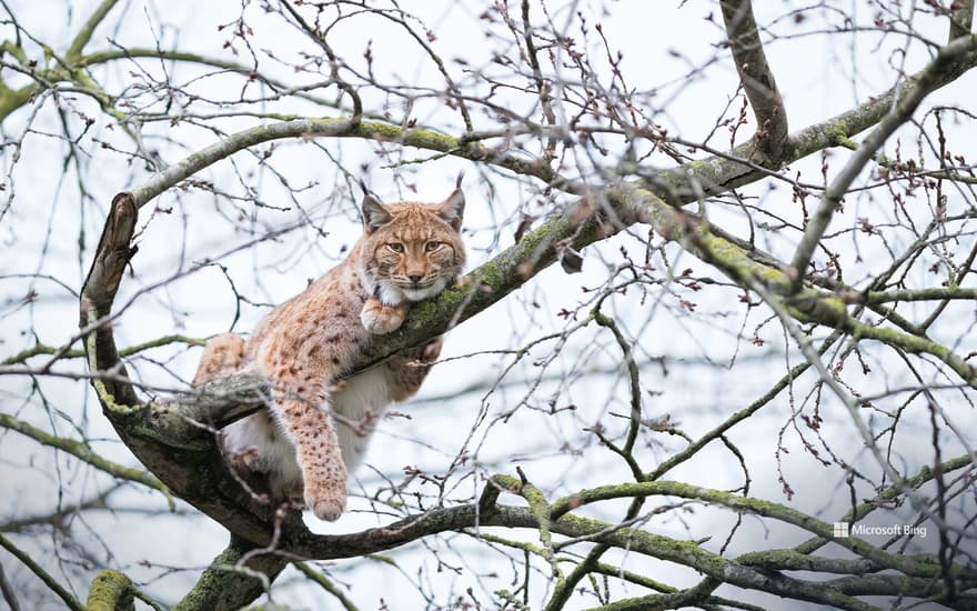 Eurasian Lynx perched in a tree, France