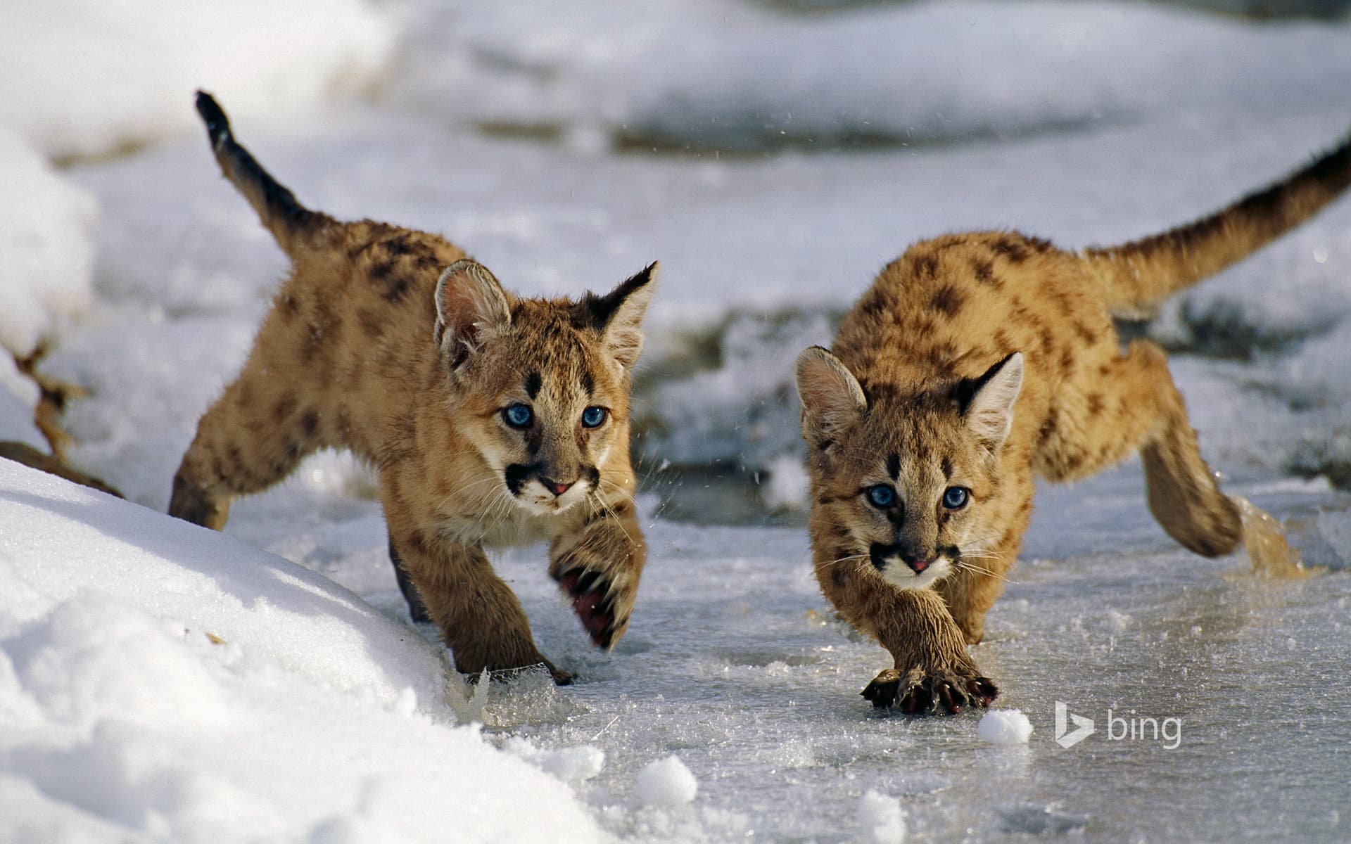 Bing Wallpaper: Mountain lion cubs in Utah’s Uinta National Forest