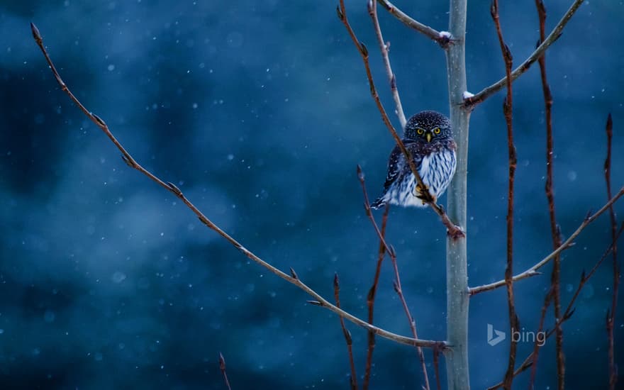 Northern pygmy-owl, Glacier National Park, Montana
