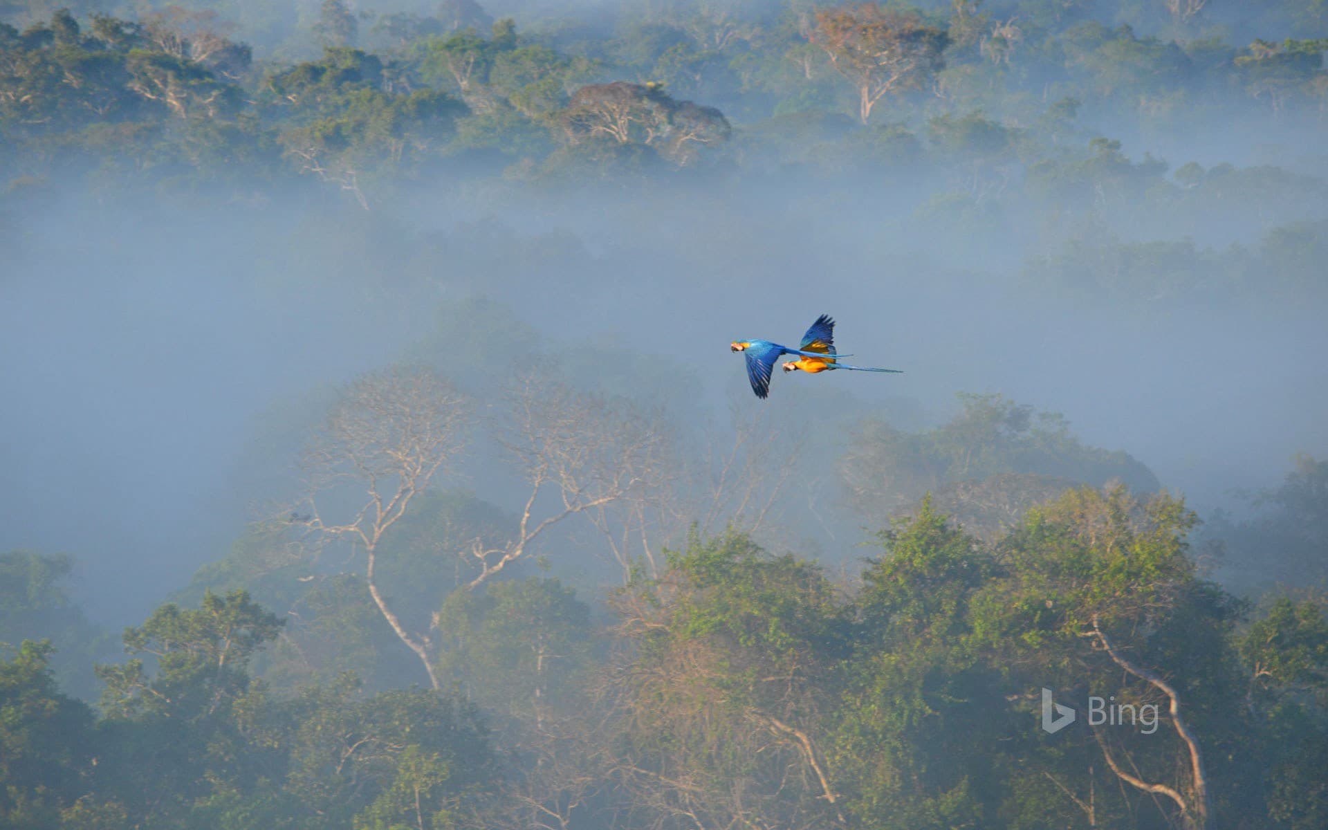 Bing Wallpaper: Blue-and-yellow macaws flying over the Amazon, Brazil