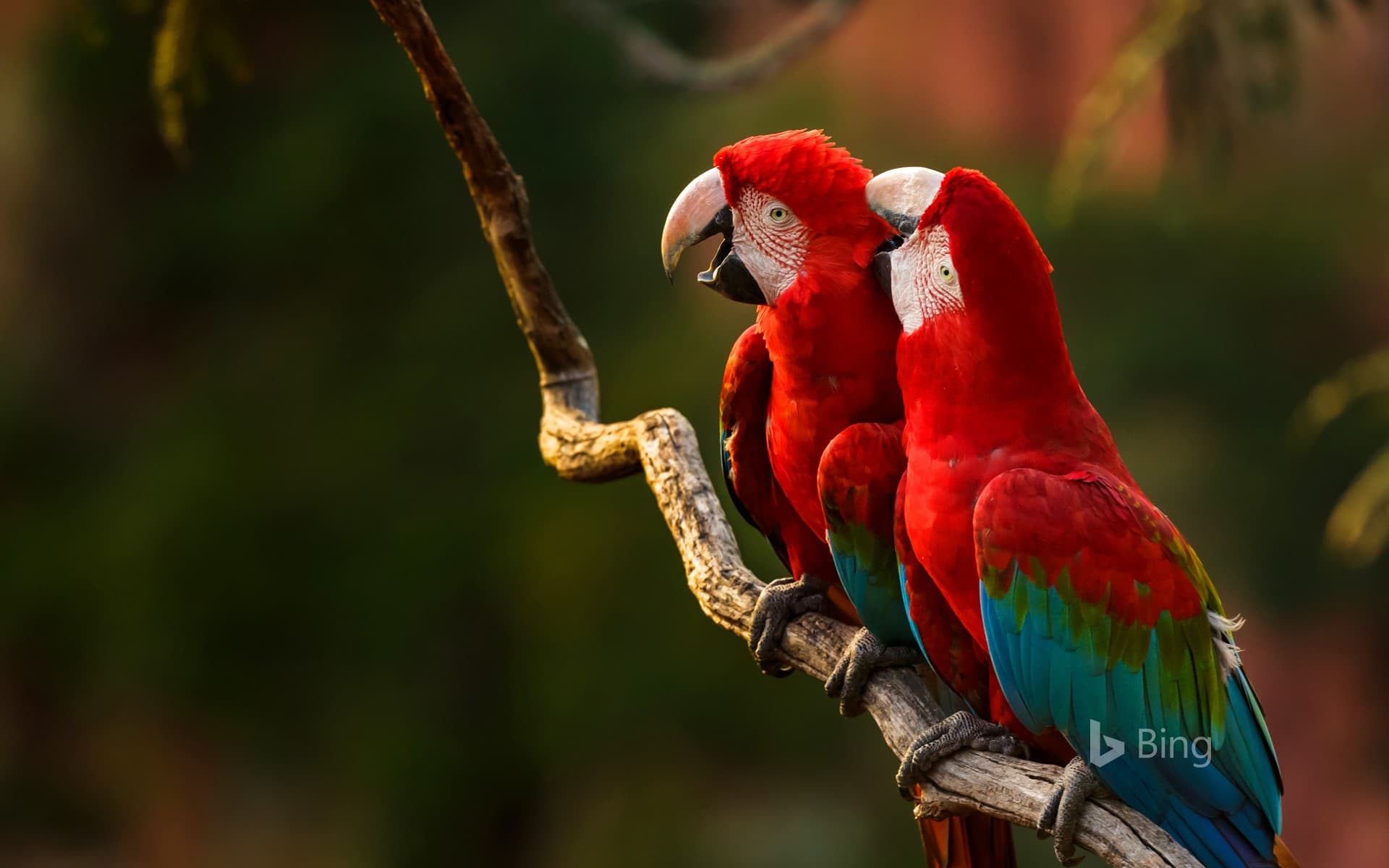 Bing Wallpaper: Pair of red-and-green macaws perching on a tree branch, Buraco das Araras, Mato Grosso do Sul, Brazil