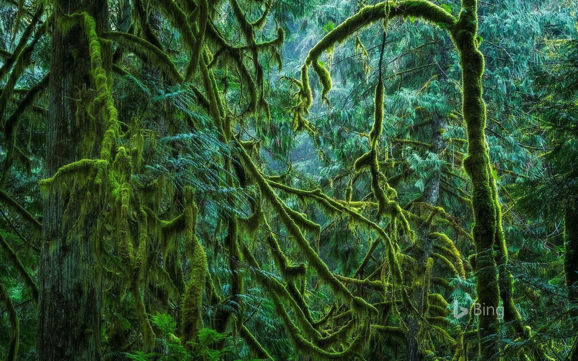 Bing Wallpaper: Cathedral Grove in MacMillan Provincial Park, B.C., Canada