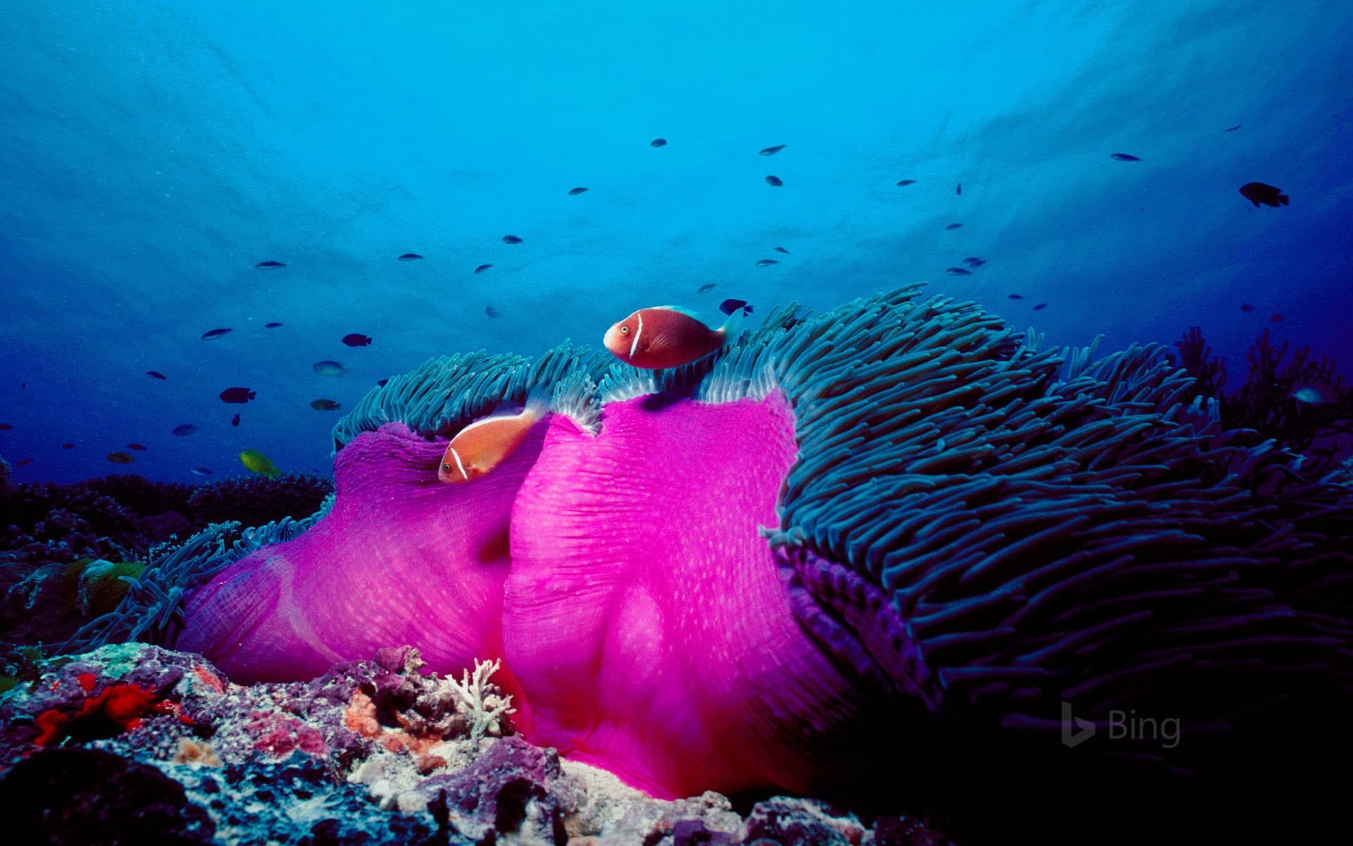 Bing Wallpaper: Pink skunk clownfish and magnificent sea anemone in the Great Barrier Reef, Australia