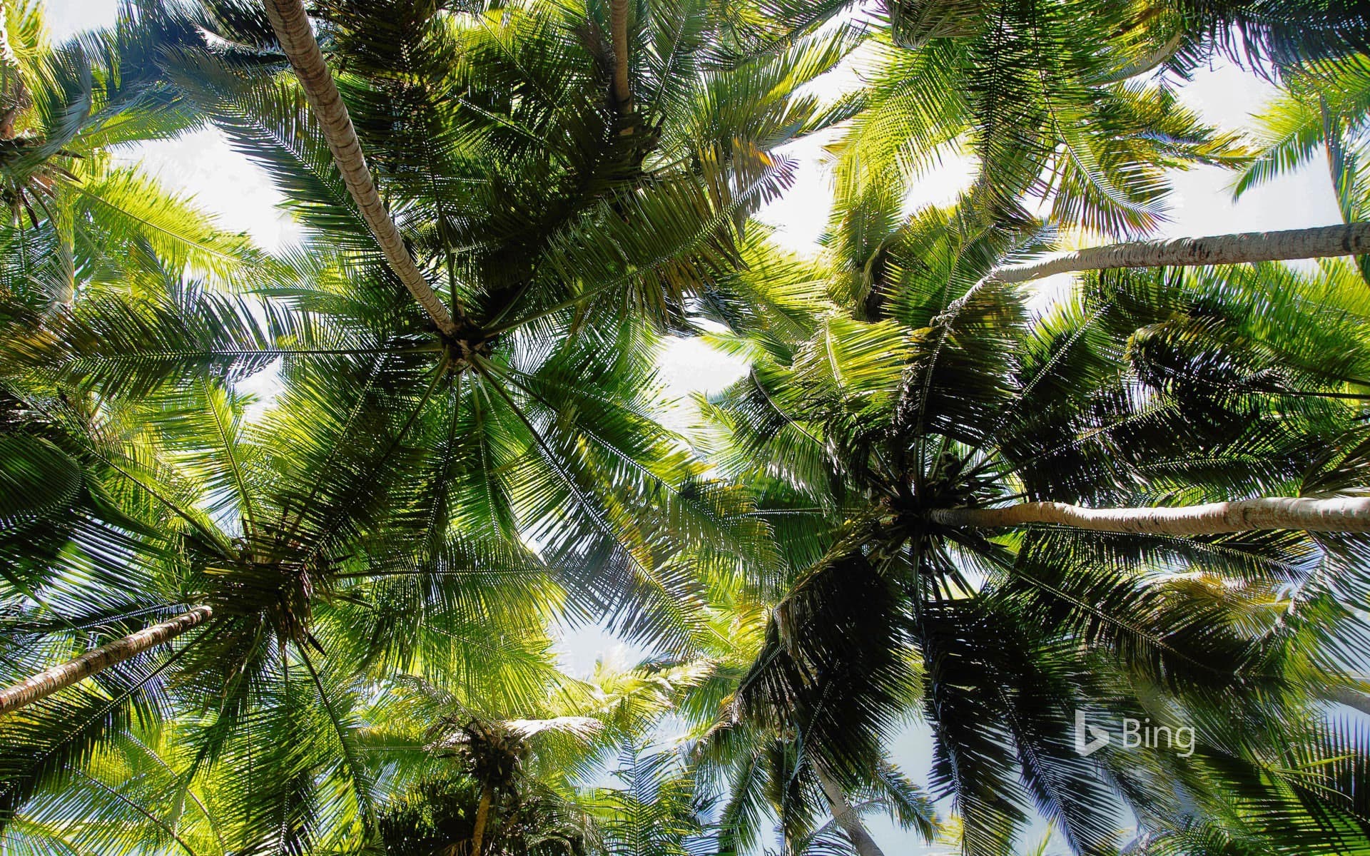 Bing Wallpaper: Palm trees over Maho Bay, Virgin Islands National Park