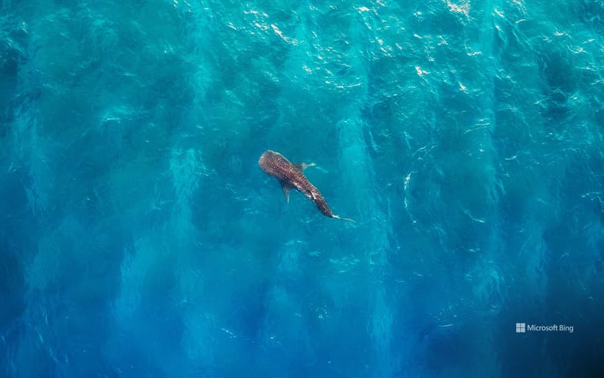 Whale shark off the coast of Alifu Dhaalu Atoll, Maldives