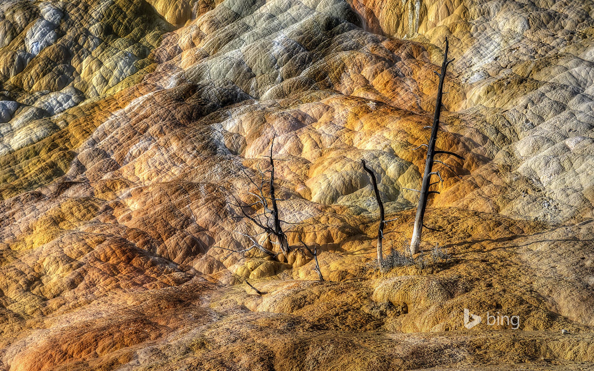 Bing Wallpaper: Mammoth Hot Springs, Yellowstone National Park, Wyoming