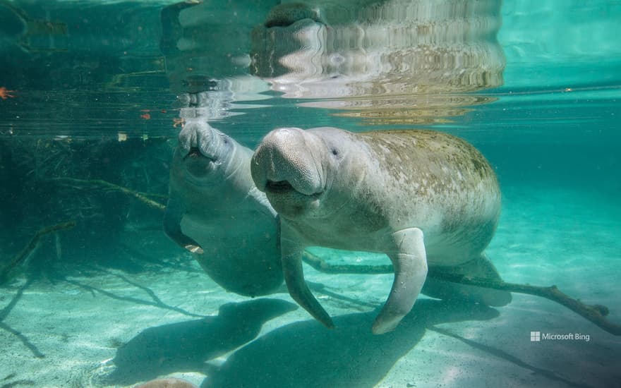 Mother manatee and calf, Crystal River, Florida, United States