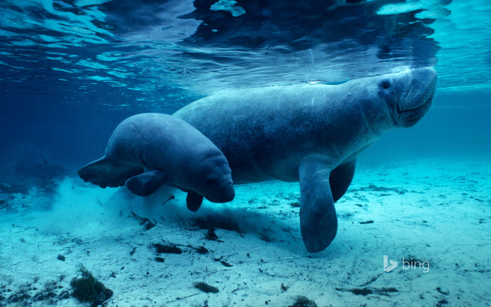 Bing Wallpaper: West Indian manatees in the Crystal River, Florida, USA