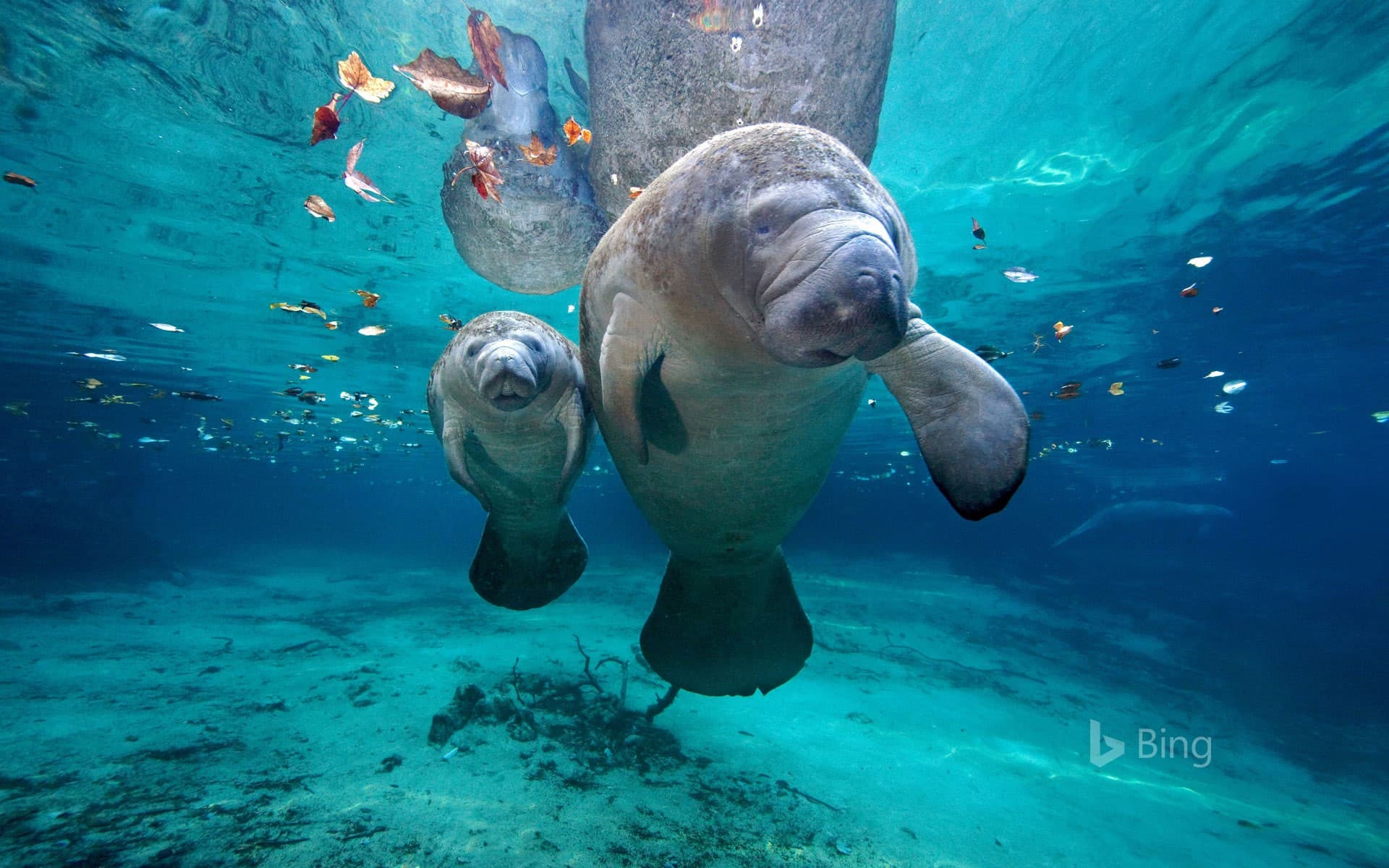 Bing Wallpaper: West Indian manatee mom and baby at Three Sisters Springs, Florida