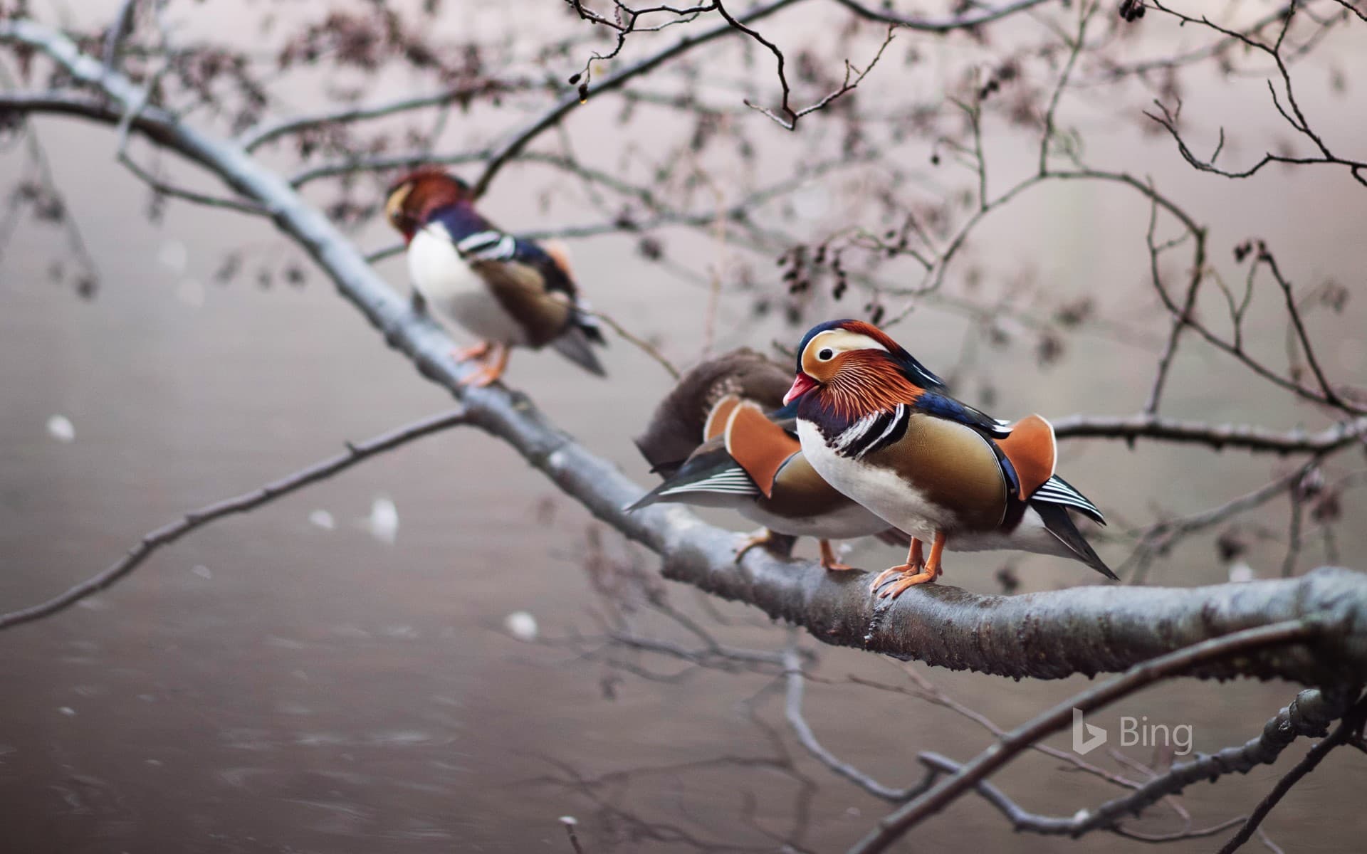 Bing Wallpaper: Mandarin ducks perched on a branch