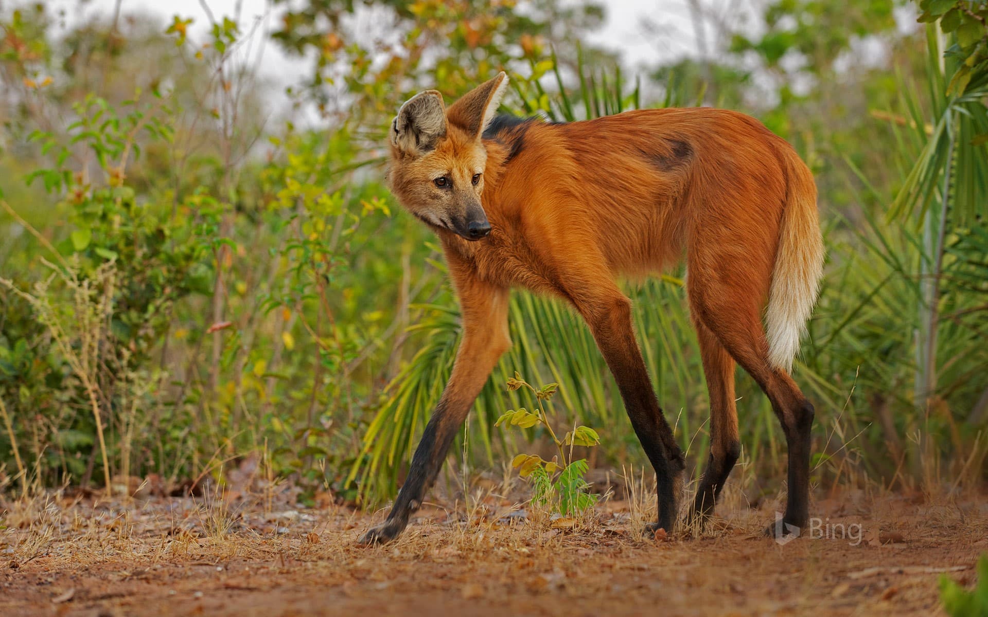 Bing Wallpaper: Maned wolf in Piaui State, Brazil