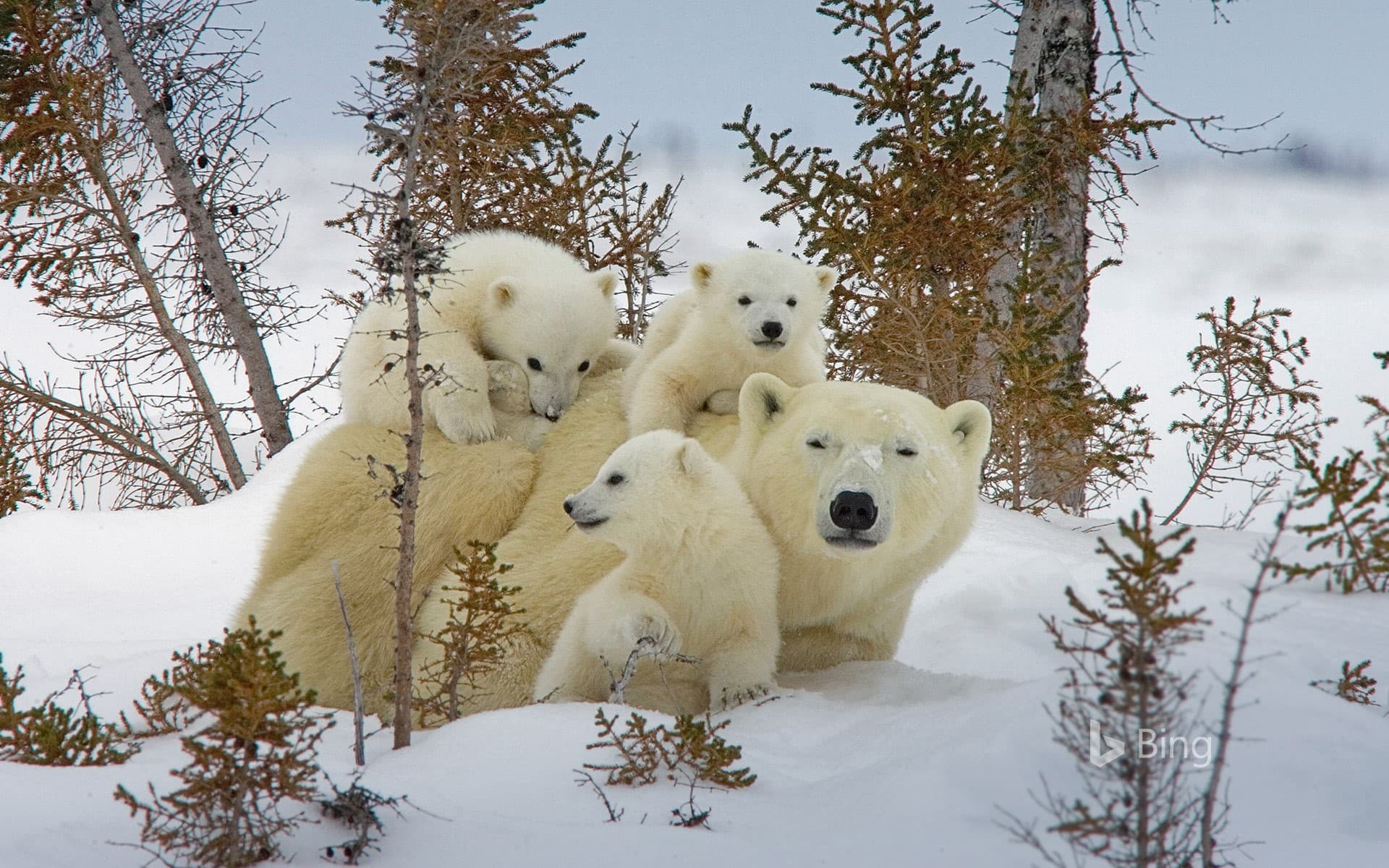 Bing Wallpaper: Mother polar bear and cubs in Manitoba’s Wapusk National Park, Canada