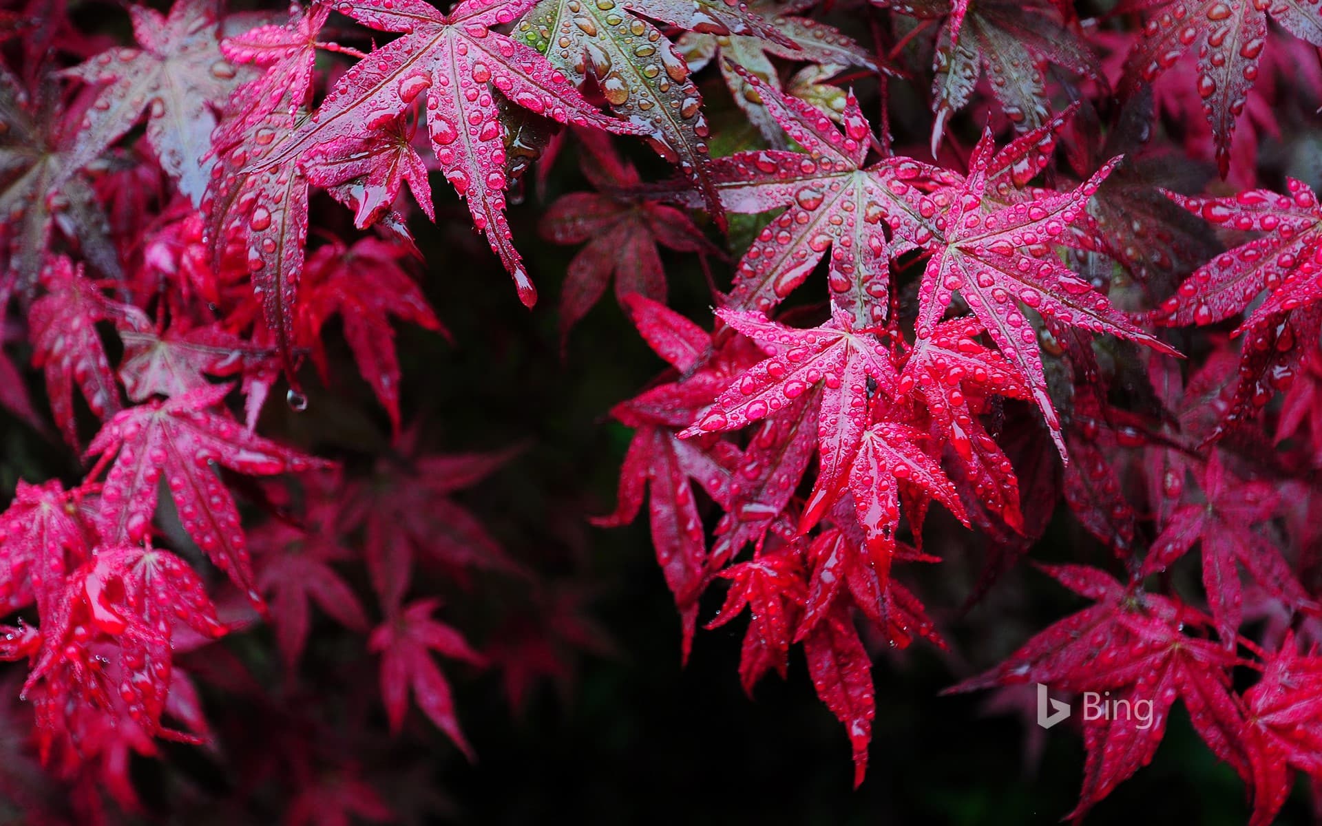 Bing Wallpaper: Maple leaves with dewdrops
