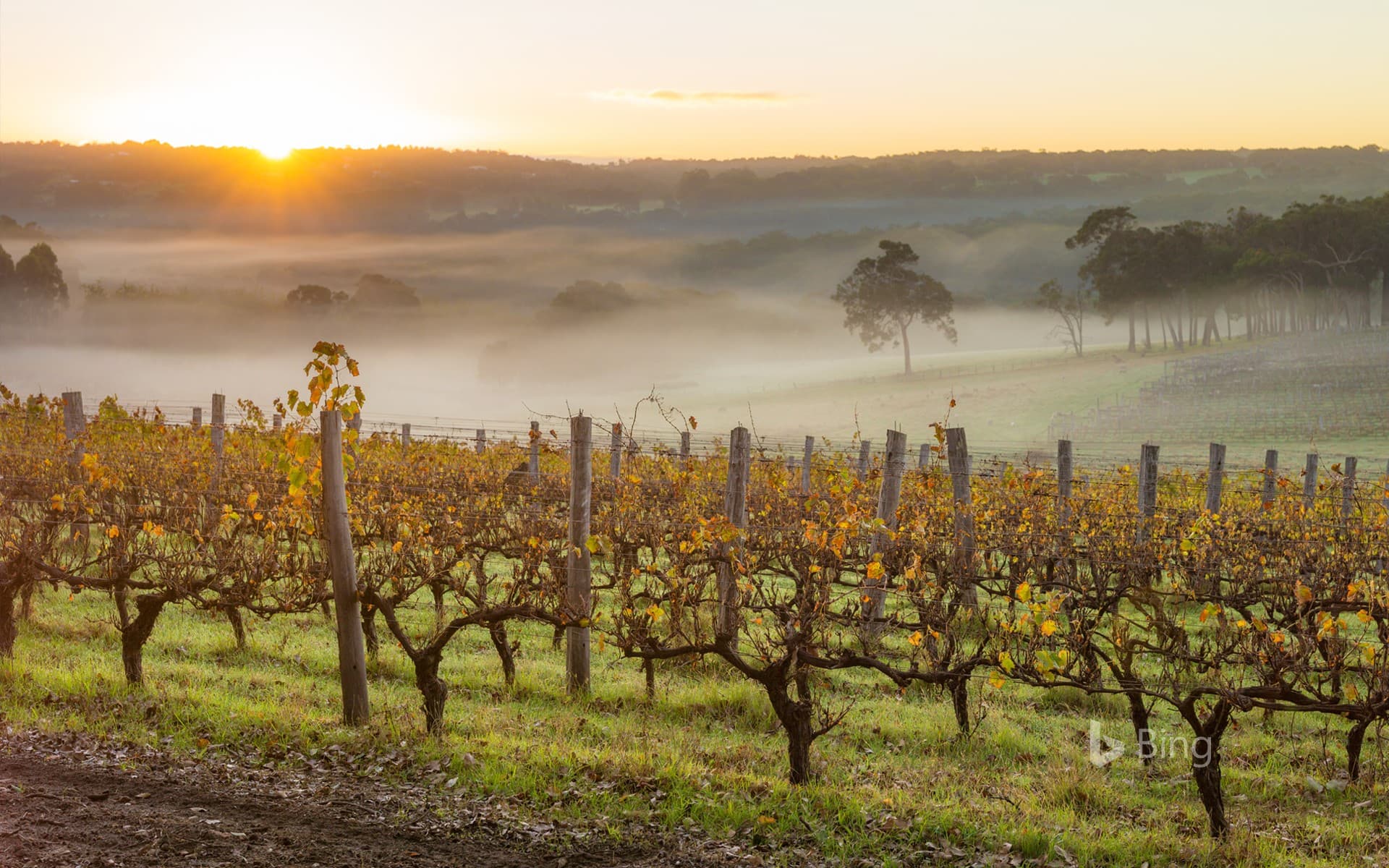 Bing Wallpaper: Dawn in the vineyards near Margaret River, Australia