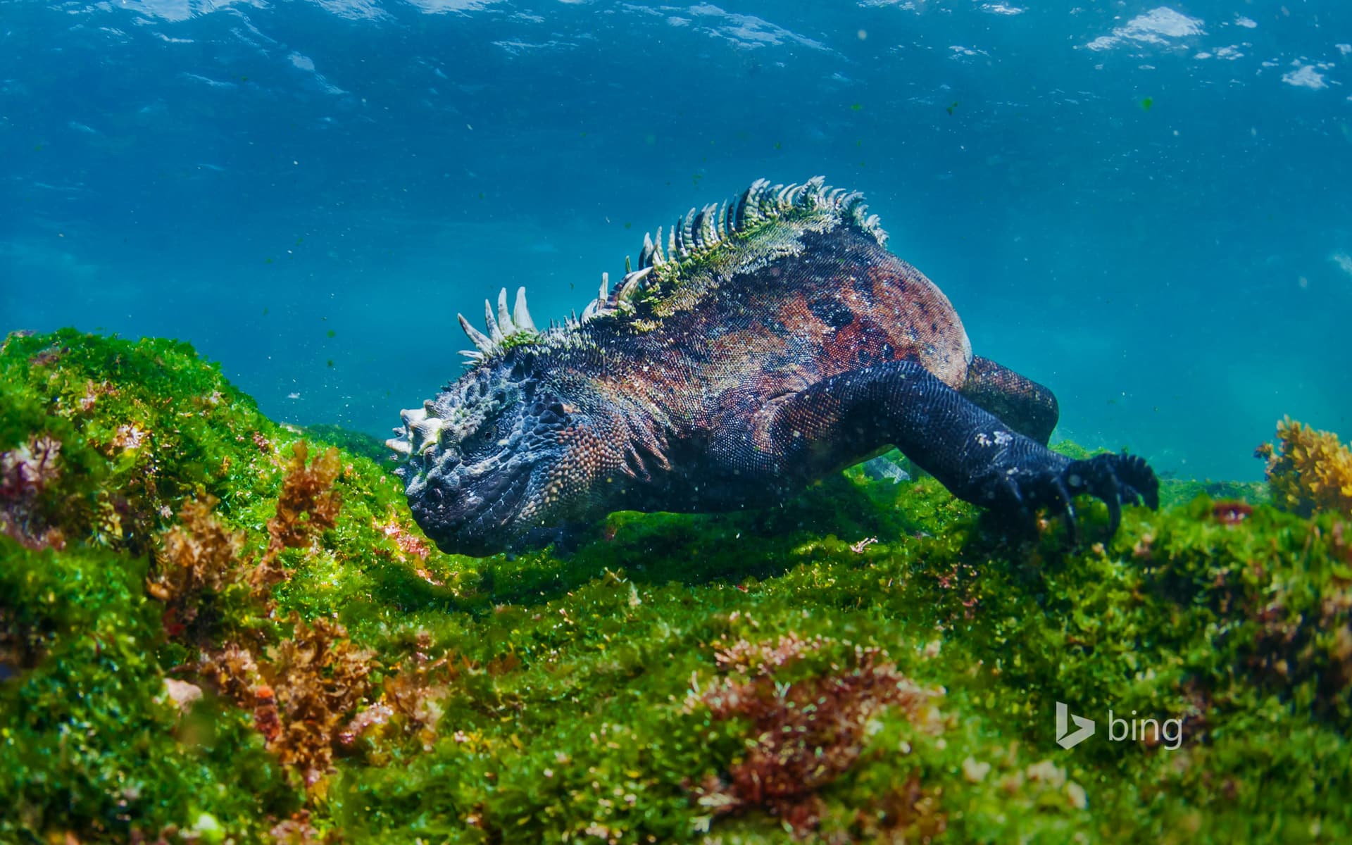 Bing Wallpaper: Marine iguana eating algae off Fernandina Island, Galapagos Islands, Ecuador