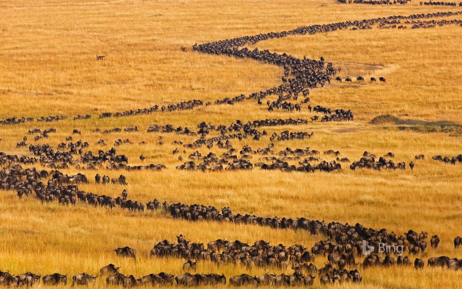 Bing Wallpaper: Blue wildebeests on the move for their annual migration in Maasai Mara, Kenya