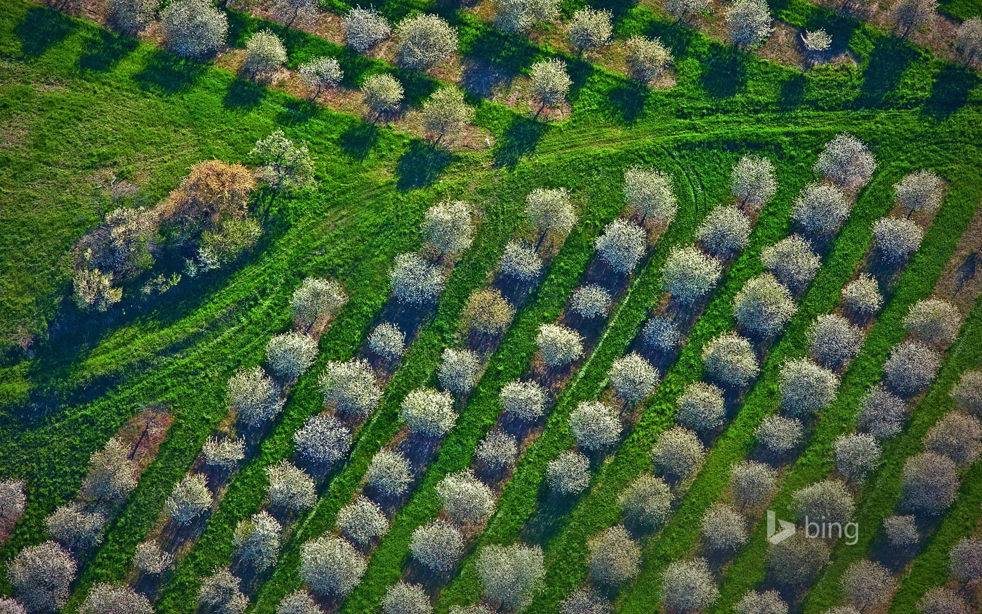Bing Wallpaper: Cherry orchards bloom in Mason County, Michigan