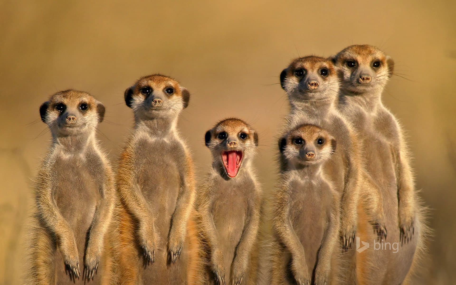 Bing Wallpaper: Meerkats in Botswana