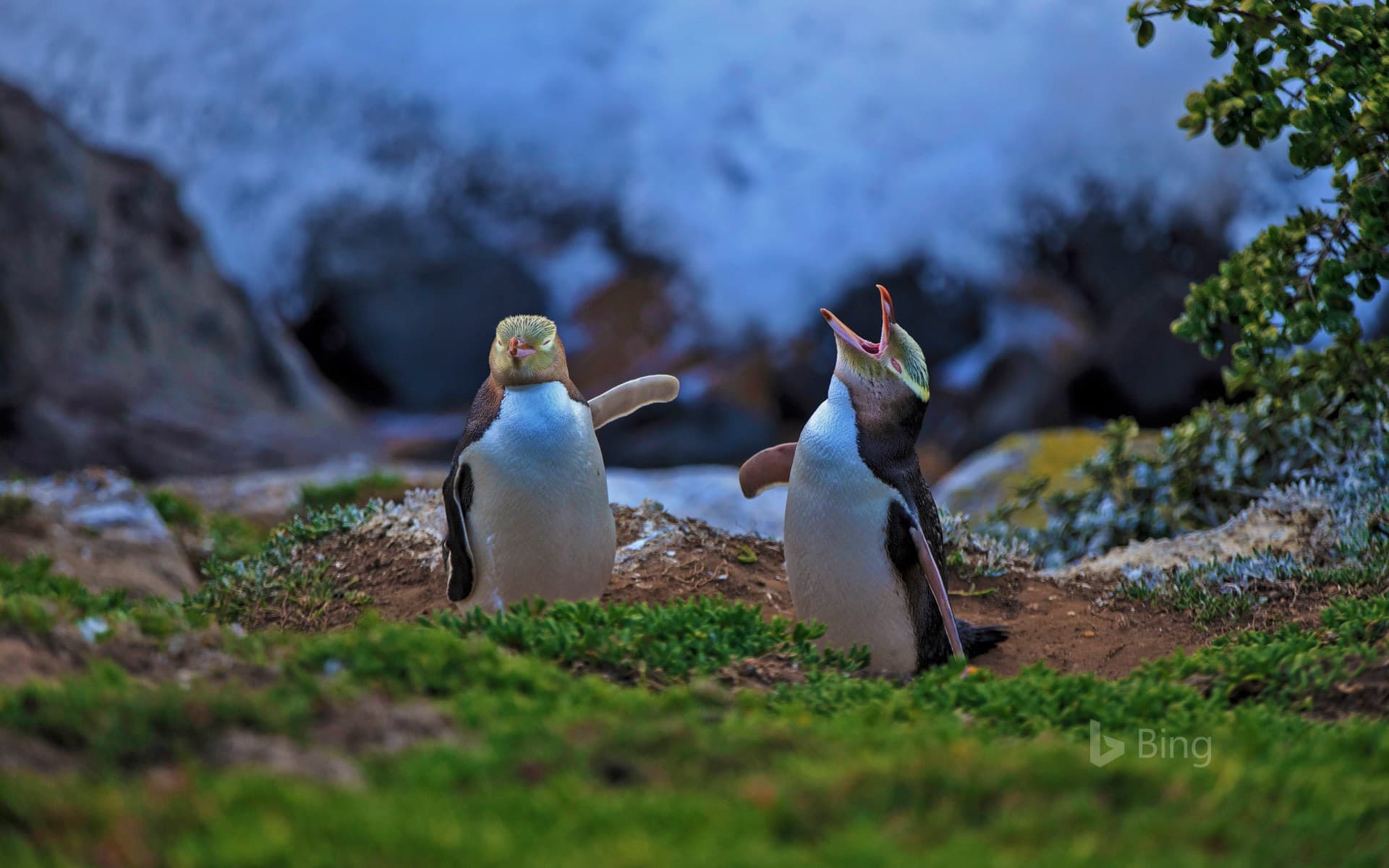 Bing Wallpaper: Yellow-eyed penguins at Katiki Point, Moeraki, New Zealand
