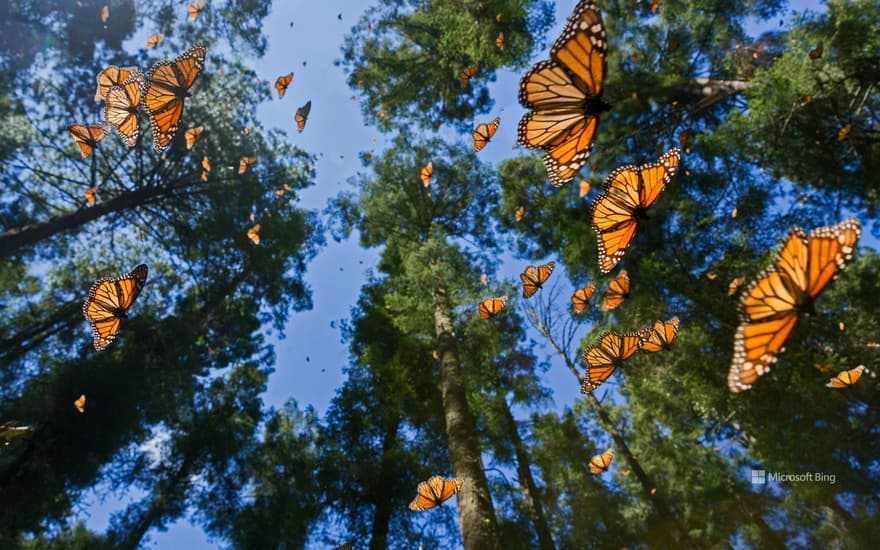 Monarch butterflies, Monarch Butterfly Biosphere Reserve, Angangueo, Mexico