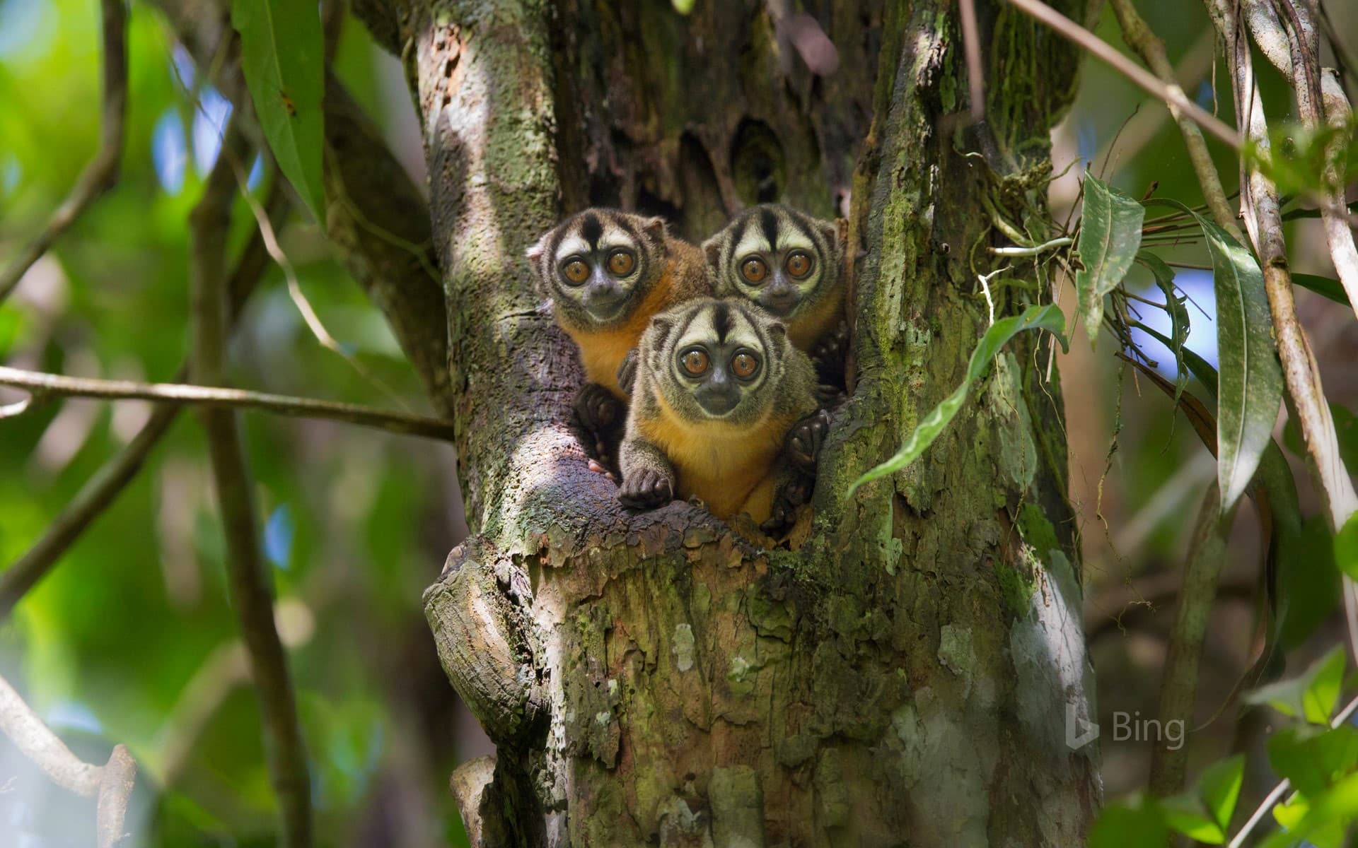 Bing Wallpaper: Black-headed night monkeys in Pacaya Samiria National Park, Peru