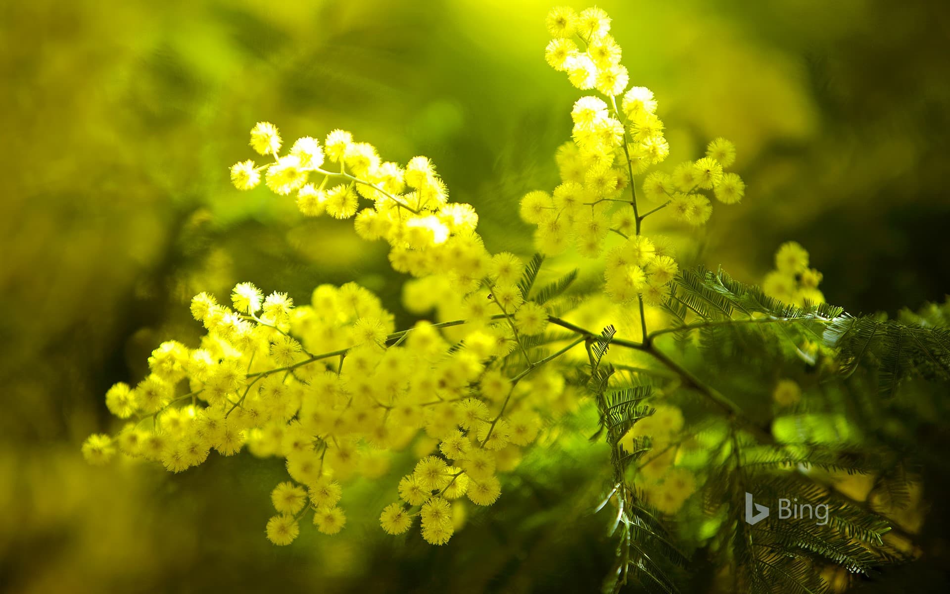 Bing Wallpaper: Mimosa flowers on the Tanneron Massive, France