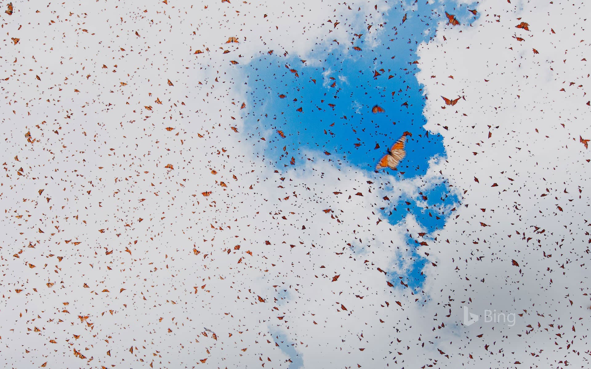 Bing Wallpaper: Monarch butterflies in Michoacán, Mexico