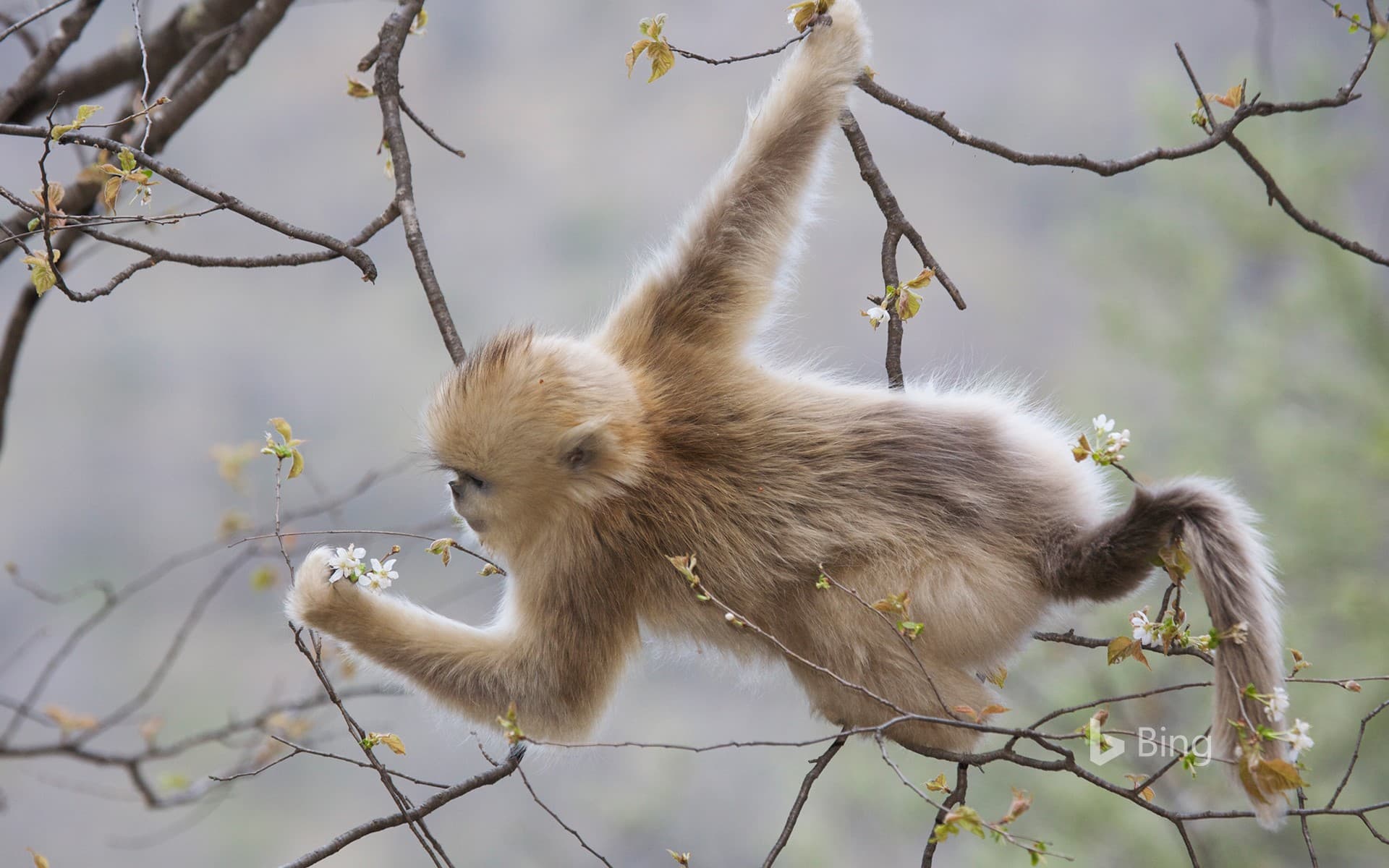 Bing Wallpaper: [Today's Spring] A golden monkey that feeds on cherry blossoms in Zhouzhi Nature Reserve, Qinling, Shaanxi, China