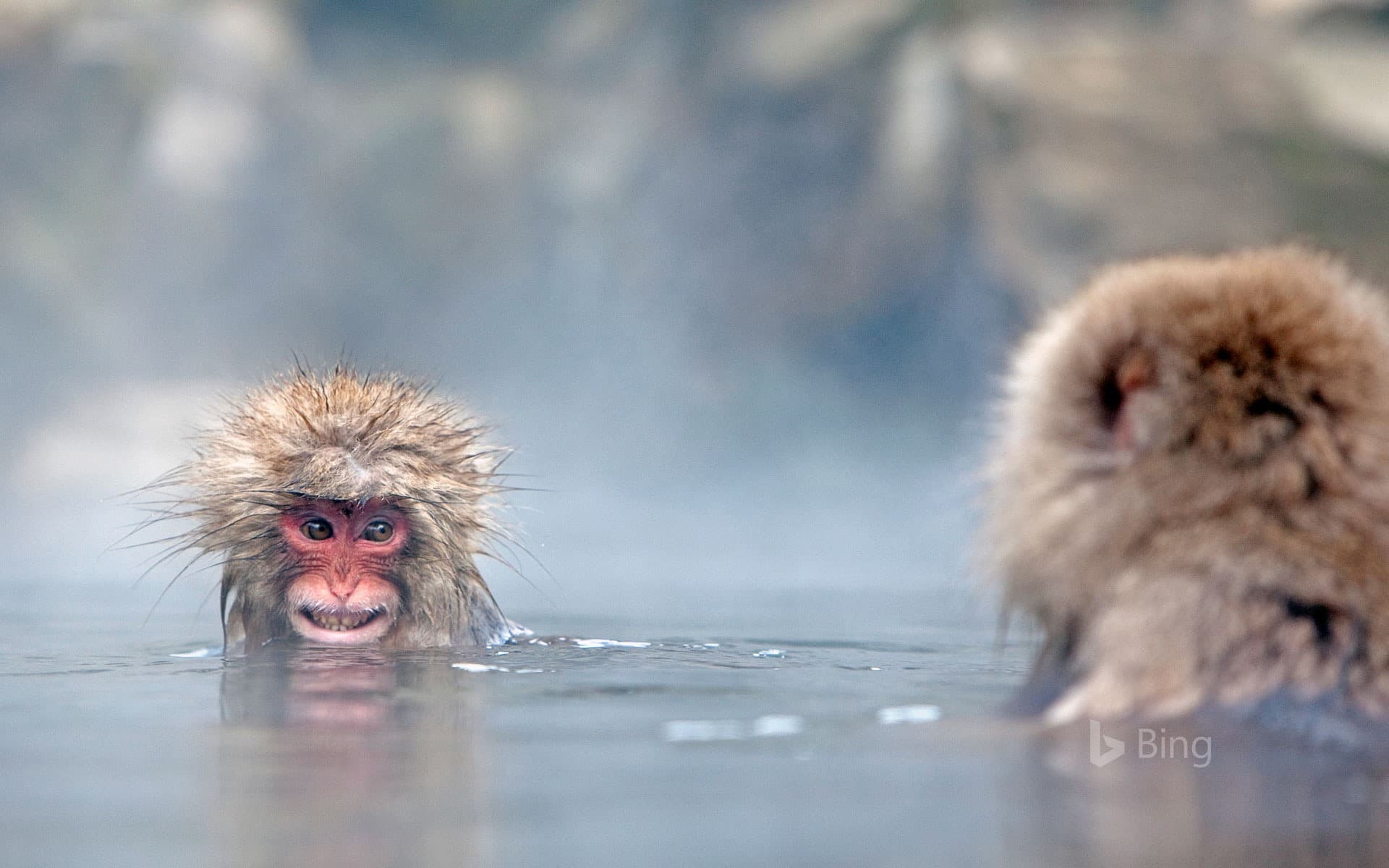 Bing Wallpaper: Japanese macaques in hot springs, Jigokudani Monkey Park, Japan