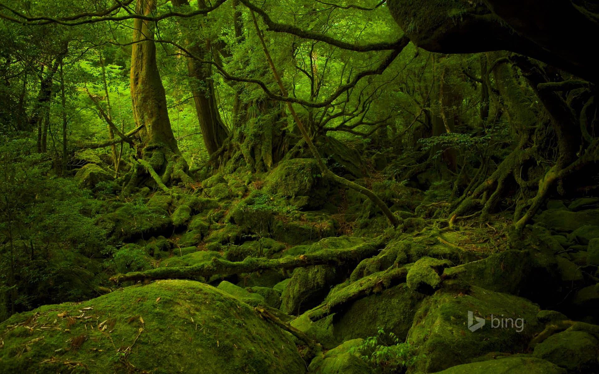 Bing Wallpaper: Mononoke Hime no Mori on Yakushima, Japan