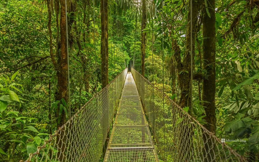 Monteverde Cloud Forest, Costa Rica