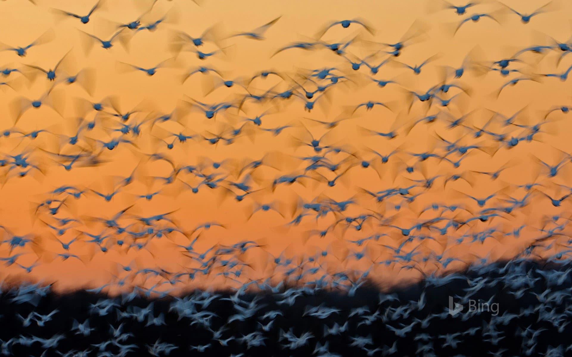 Bing Wallpaper: Greater snow geese at Montezuma National Wildlife Refuge, New York