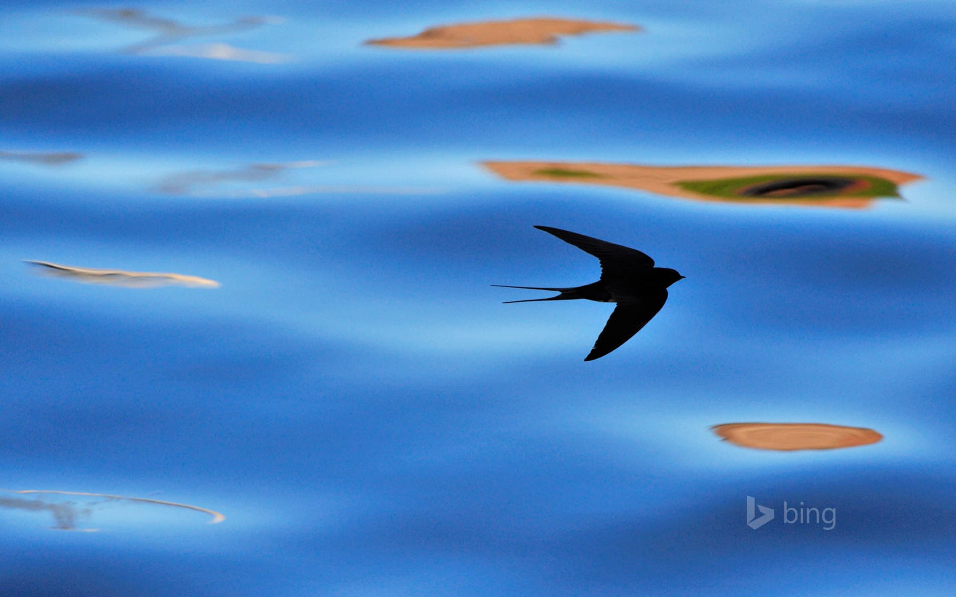 Bing Wallpaper: Silhouette of barn swallow in Berwickshire, Scotland
