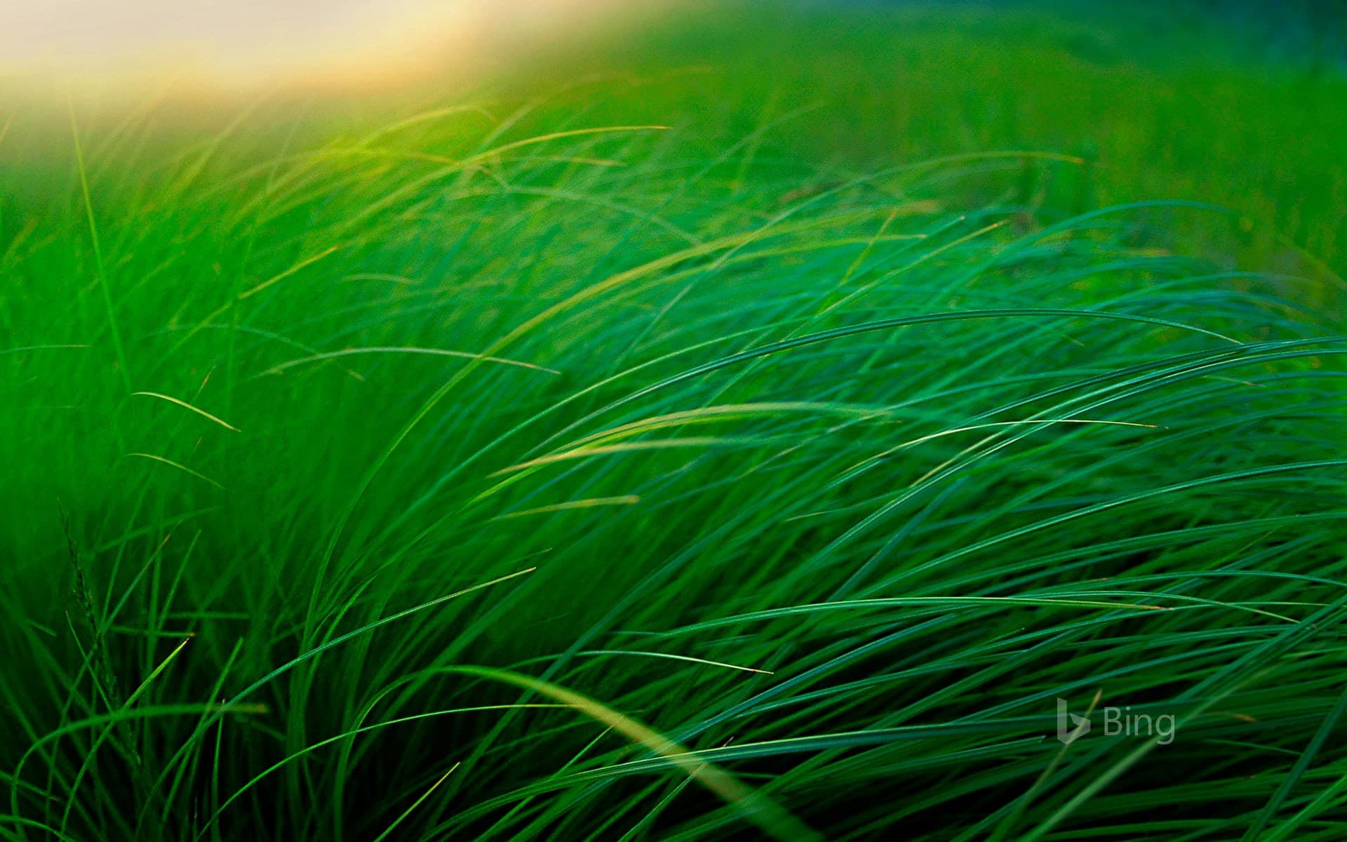 Bing Wallpaper: Grass of lakeside sedge meadow, Moose Lake, Minnesota