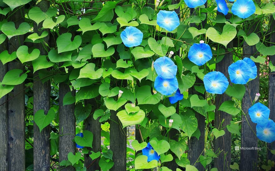 Beautiful morning glories blooming early in the morning