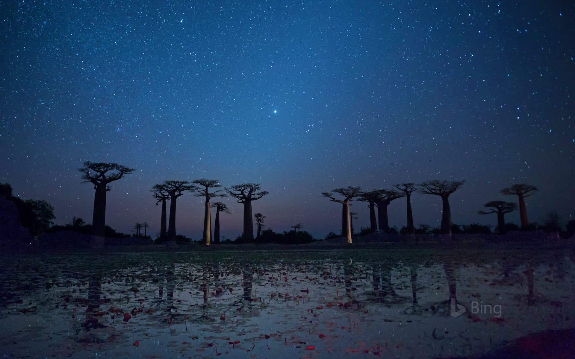 Bing Wallpaper: Baobab trees reflected on the Avenue of the Baobabs in the Menabe region of Madagascar