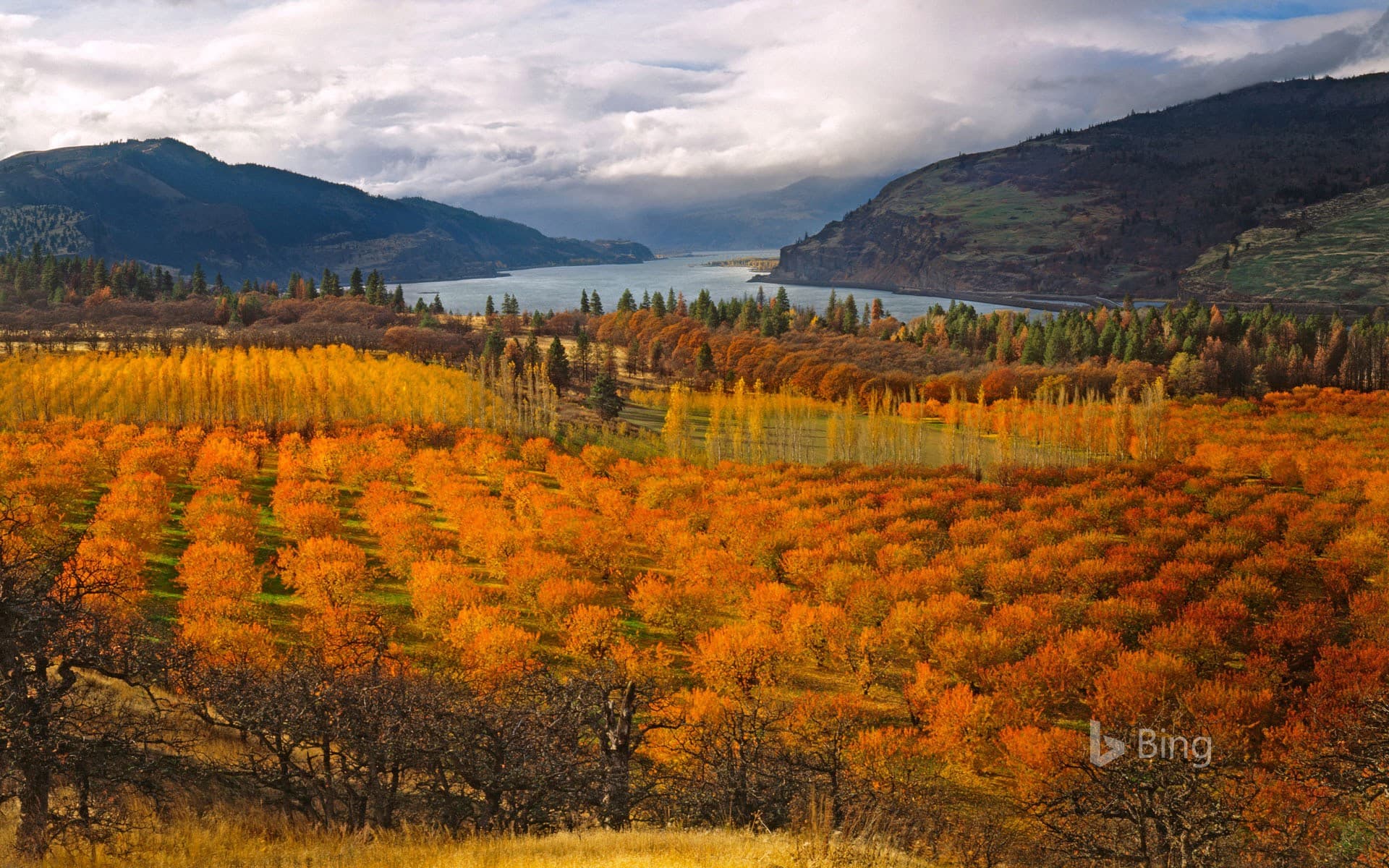 Bing Wallpaper: Cherry orchards in the Columbia River Gorge National Scenic Area, Oregon