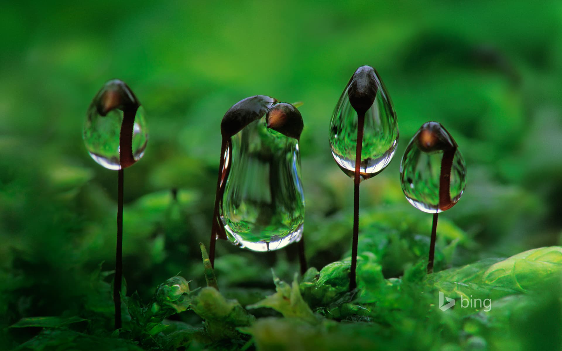 Bing Wallpaper: Water droplets on rough-stalked feather moss