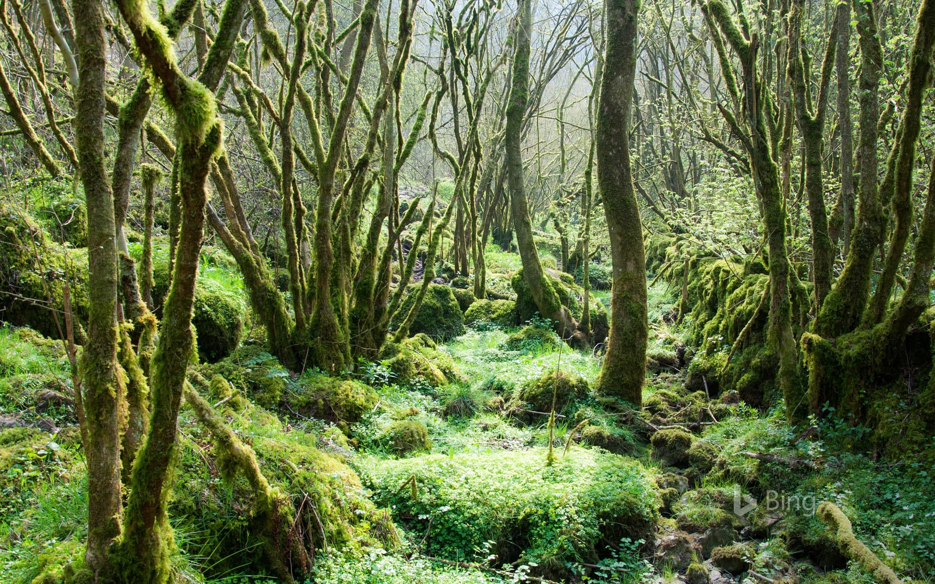 Bing Wallpaper: Trees covered in moss at Monk’s Dale in the Peak District, Derbyshire